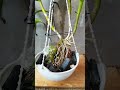 This Orchid Needed a Serious Glow-Up #Shorts #OrchidCare #Dendrobium #PlantGlowUp #PlantRescue