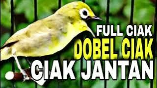 Ciak Jantan kecial kuning Dobel ciak full 30 menit, Pancingan paling efektif
