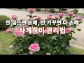 사계절 꽃 피우는 사계장미, 심는 순간 정원이 달라집니다. 빈 화단엔 망설이지 말고 지금 심어보세요 Mp3 Song