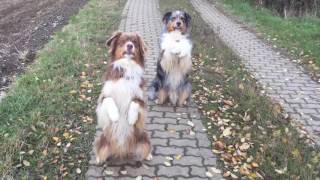 Some Autumn DOGTRICKS 🍁/ Australian Shepherds🐕 by Happy Crazy Dogs 518 views 7 years ago 2 minutes, 51 seconds