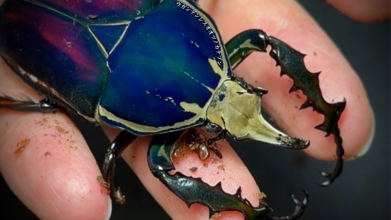 2 Months Since Breeding] Progress Report on Ugandan Flower Beetles