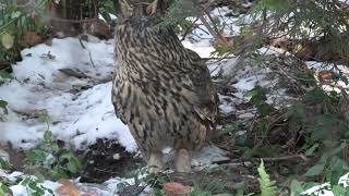 Eurasian eagle owl looking around for something at the cincinnati zoo #owl #animals 