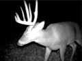 Monster Buck in Cherry Hill, New Jersey, Bow Hunt, Trail Camera