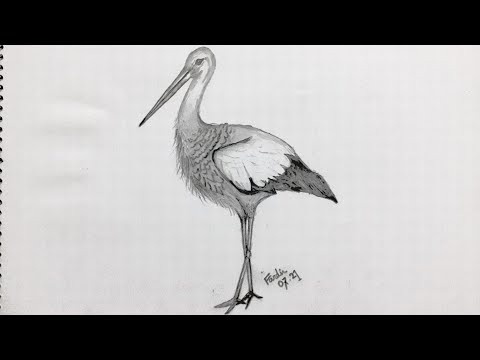 Video: How To Draw A Stork With A Pencil