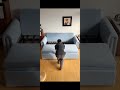 小部屋に置ける神ソファ#sofabed #foldablesofabed #multifunctionalfurniture #smallspaceliving #home #shorts