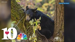 Bears are out and about in East Tennessee!