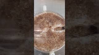 Thief Ant Colony. Solenopsis Carolinensis