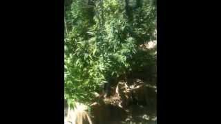 August 31 Flowers! Bc Buds