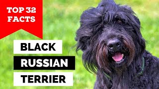 99% of Black Russian Terrier Owners Don't Know This