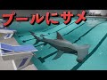 サメ入りプールを泳ぐ 新感覚ホラゲーが怖すぎる Sharks And Minnows サメ入りプールを泳ぐ 新感覚ホラゲーが怖すぎる Sharks And Minnows