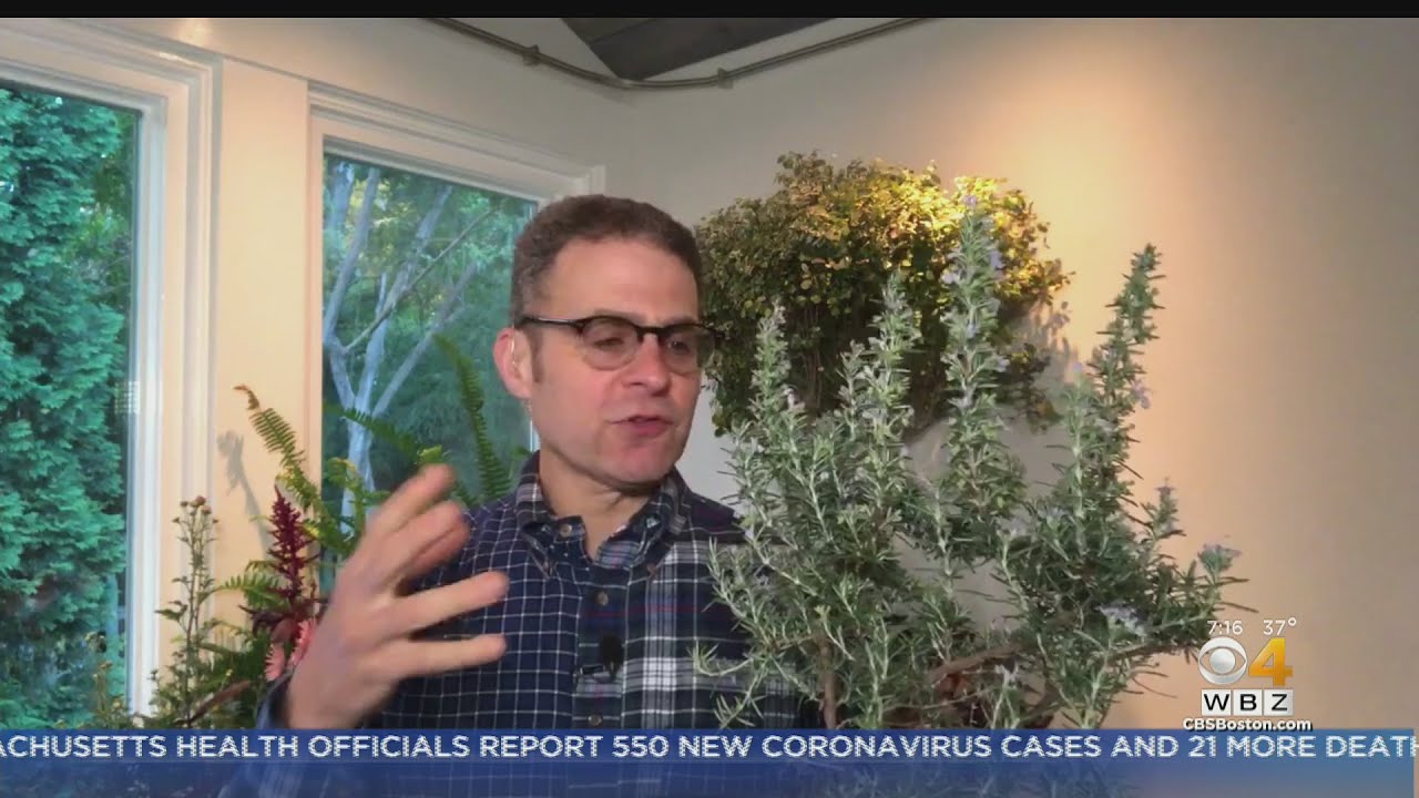 Gardening Tips: How To Save Your Rosemary For The Winter