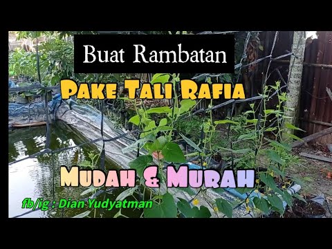 CARA MUDAH BUAT RAMBATAN UNTUK TANAMAN MENJALAR DARI TALI RAFIA