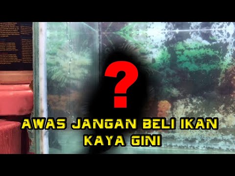wajib-tonton---jangan-pernah-beli-ikan-kaya-gini-|-vlog-eiknumotoun