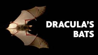Meet The Bats Of Draculas Home