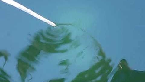 Secchi disk in action