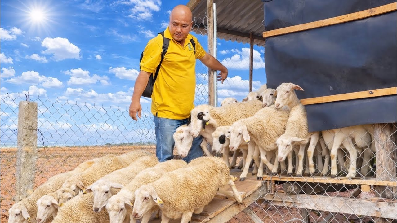 HOẢ TỐC HẾT THỨC ĂN SƠN PHỤ ANH MẾN ĐI CHĂN CỪU 