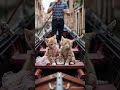 cats in venedig#pavarotti#cat#cute #viral#kätzchen#kitten#ai#shorts#animals#fun#love#ai#comic#kedi