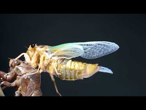 Spreading wings of cicada. The wings of light .ASMR Triggers Sound & Visual