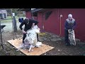 Shearing rams in Canada 2020 - Dorset