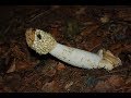 The Common Stinkhorn, Phallus impudicus