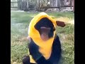 Monkey With Banana Costume mp3