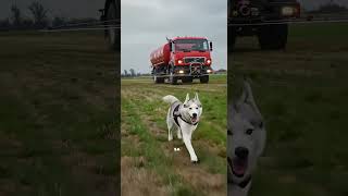 ### Le chien qui a sauvé les animaux ###