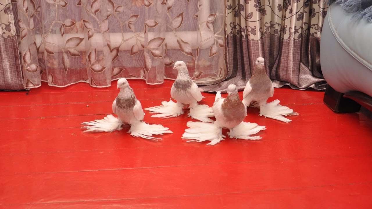 ⁣Бойные голуби Казахстана / Pigeons of Kazakhstan (Хасан касымов , Алматы, Казахстан )