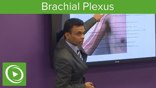 Brachial Plexus: Surface Anatomy & Nerves – MRCS | Lecturio