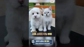 강아지와 고양이 합사하는 방법