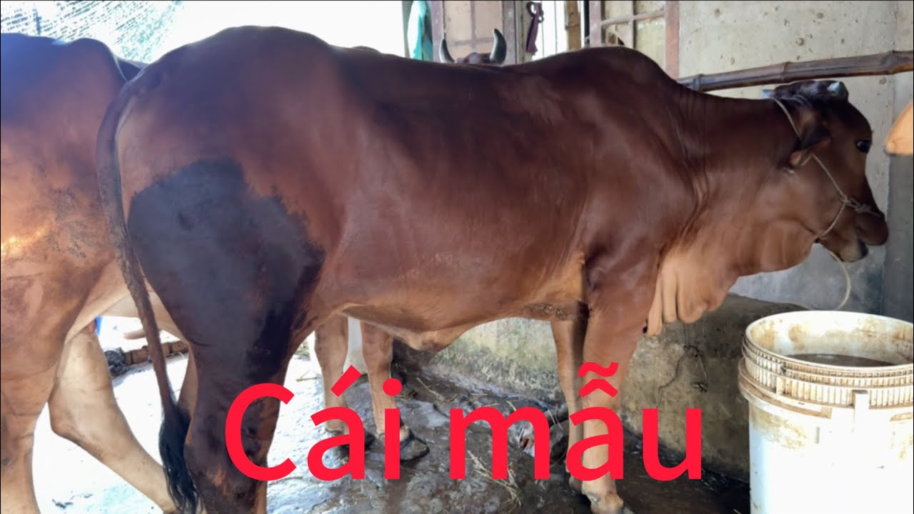 Út ba tri báo giá dùm khách 3 cái sinh sản 