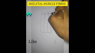 How to draw SKELETAL MUSCLE FIBRES easy🤫 #education #viral #drawing #shorts#trending