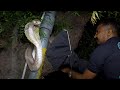 पेड़ पर लटका खतरनाक कोबरा सांप | Rescuing Cobra Snake from Tree | Sarpamitra Akash Jadhav