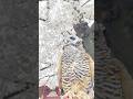 大きな桜の木の下の小さなフクロウのドーナッツ　#フクロウ #owl #shorts