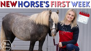 New Horse's First Week! AD | This Esme