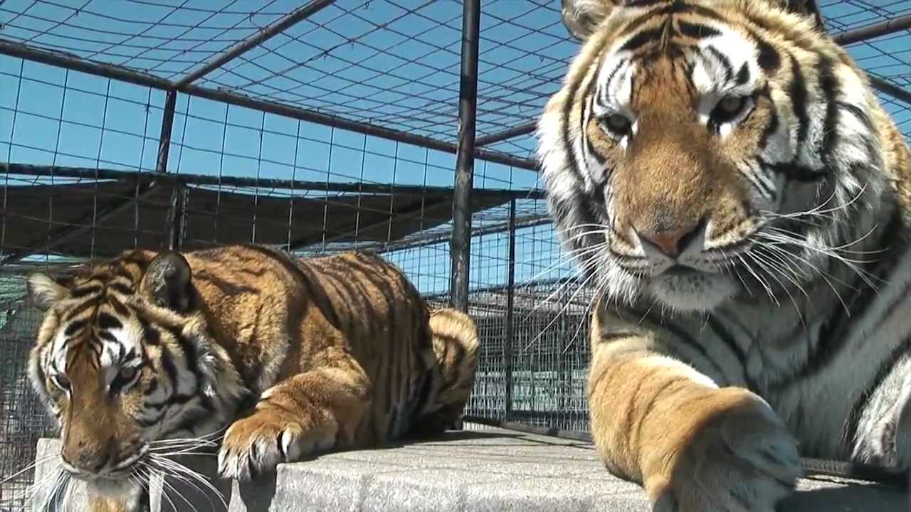 Big Cat Paintings and Flip!