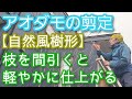 【アオダモの剪定】自然風樹形を生かす手入れのコツ(2026年2月)🌿🎶