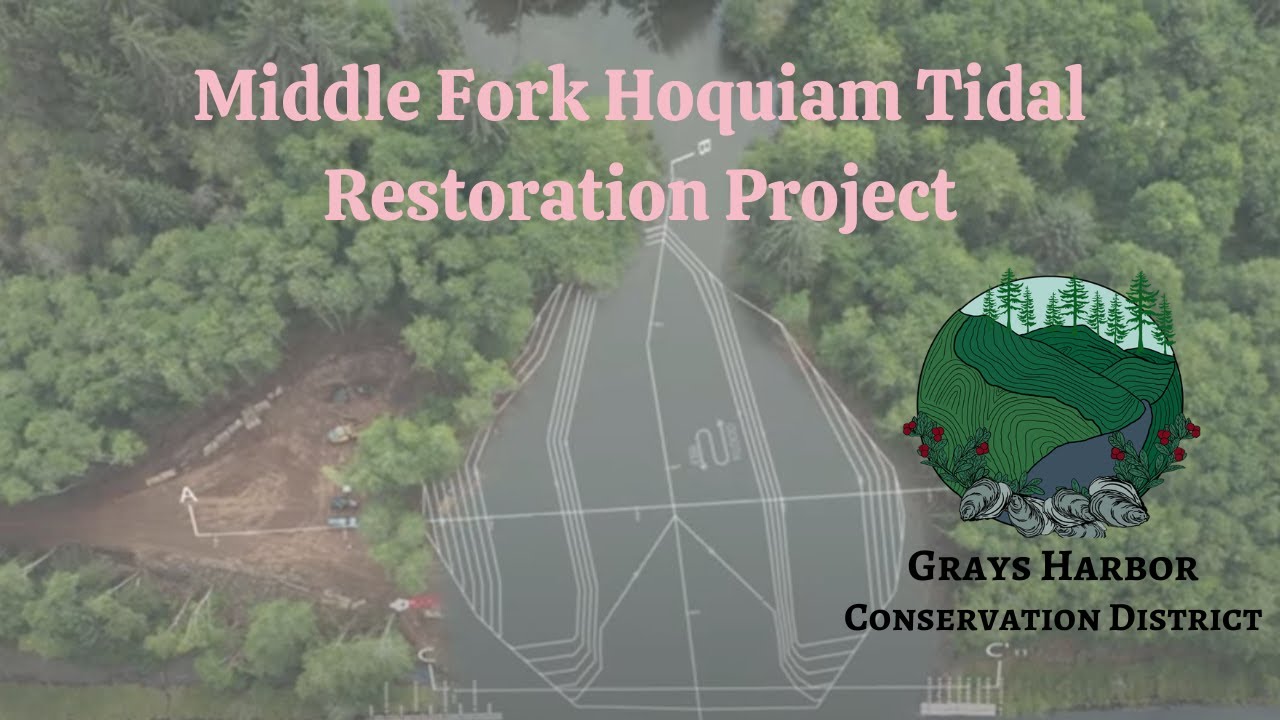 The Tide is Coming Home Middle Fork Hoquiam Tidal Restoration Project