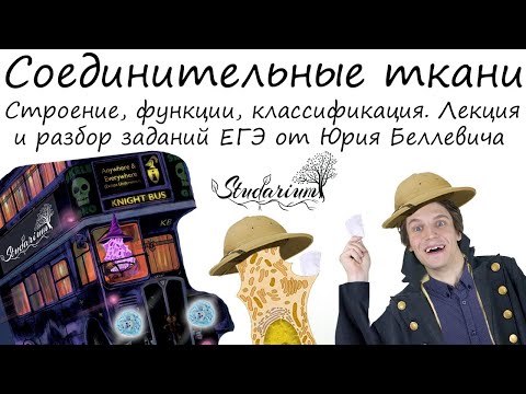 Видео: Являются ли соединительные ткани жидкостью?