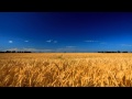 Пшеница поле