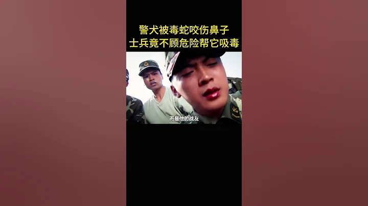 警犬被毒蛇咬傷鼻子，士兵竟不顧危險幫它吸毒 - 天天要聞