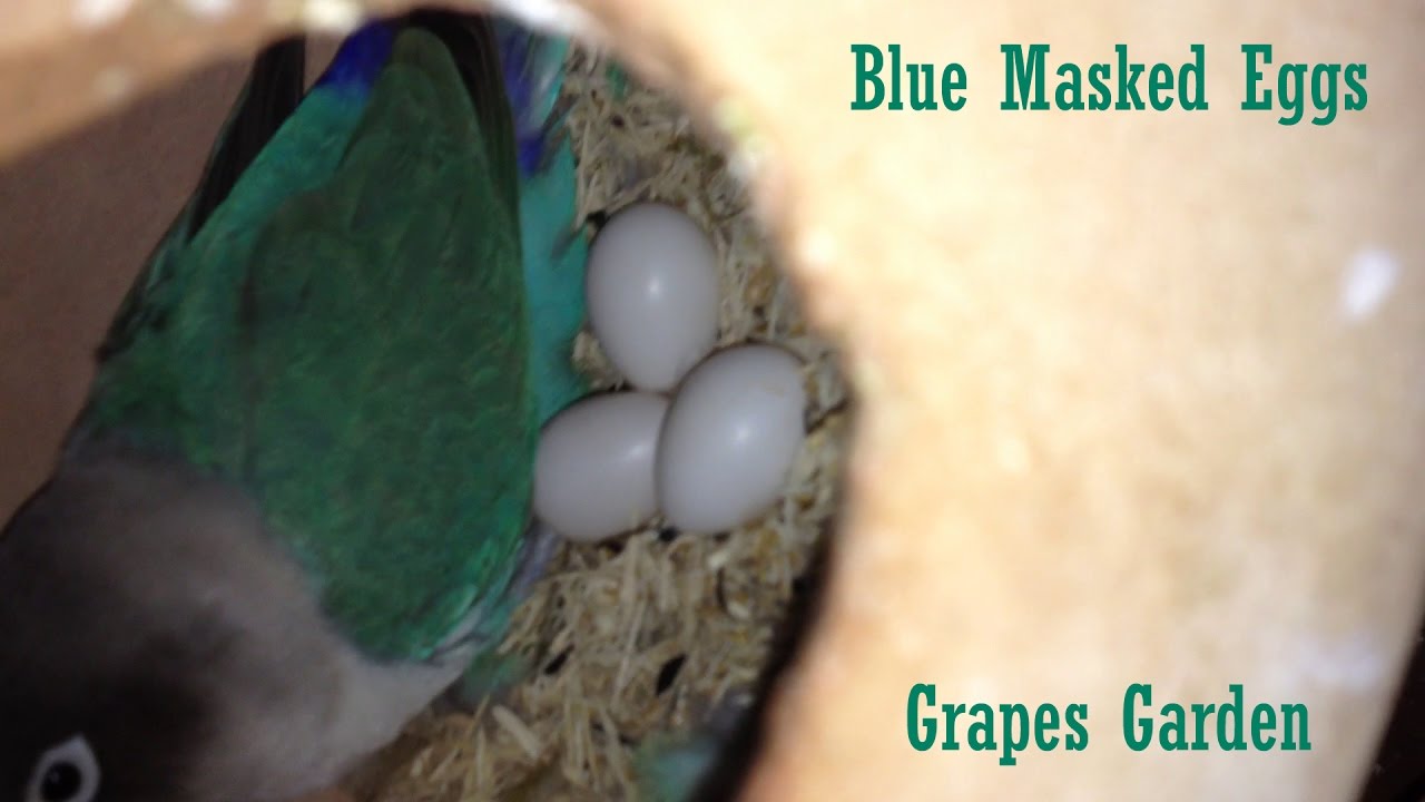Blue Masked Lovebird Eggs 