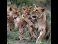 Wild Wonders: Most UNBELIEVABLE Attacks Of lions Recorded #lion #feed #wildlions