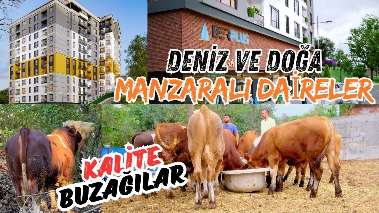 ZONGULDAK'TA DENİZ VE ORMAN MANZARALI EV : DANA SEÇİMİ VE BESİCİLİK
