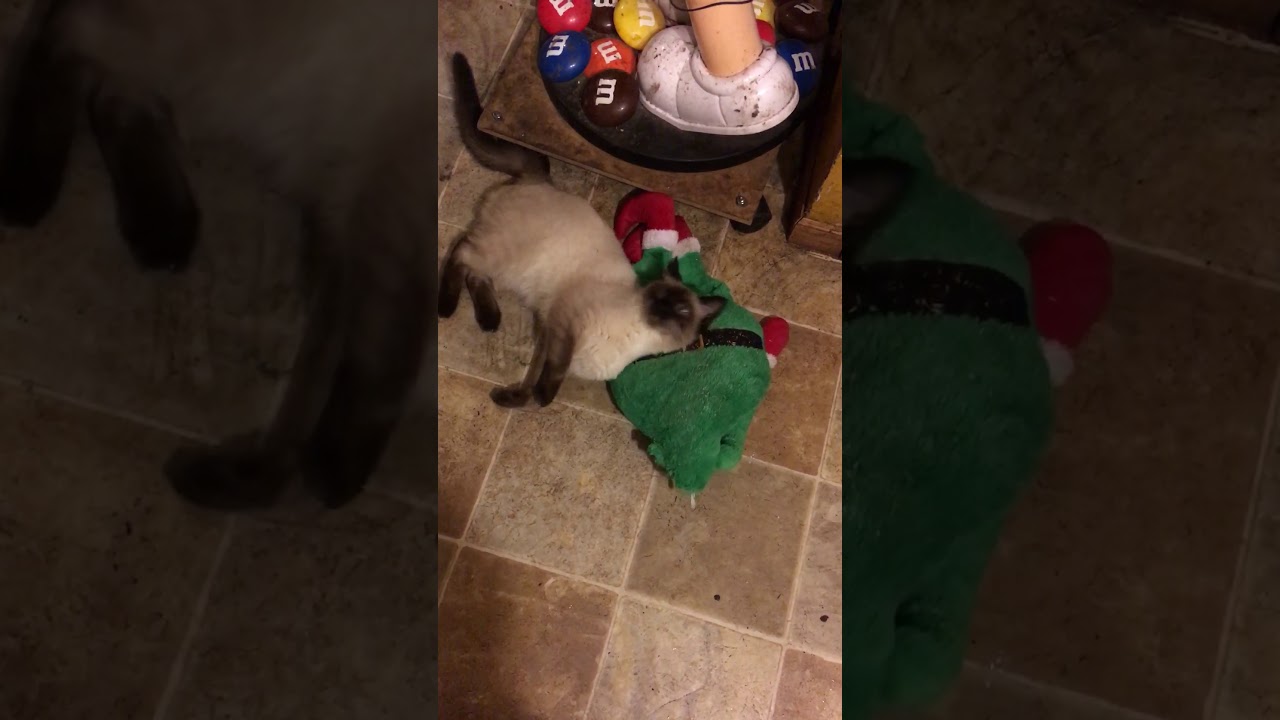 Cat playing with dog toys YouTube
