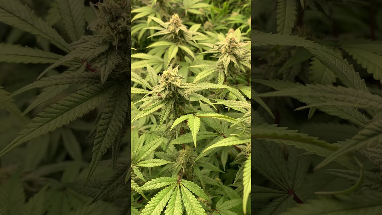 ILGM SUNSET SHERBET 4 x 4  day 33.   4 sisters Oder is so sweet