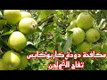 مكافحة دودة كاربوكابس الخطيرة على إنتاج تفاح الڨولدن Appel Golden Algérie مكافحة دودة كاربوكابس الخطيرة على إنتاج تفاح الڨولدن Appel Golden Algérie