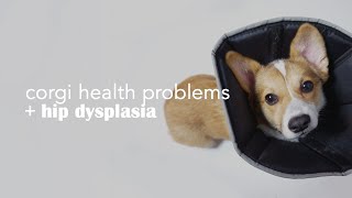 Corgi Health Concerns + Hip Dysplasia by emwng 6,030 views 2 years ago 11 minutes, 39 seconds