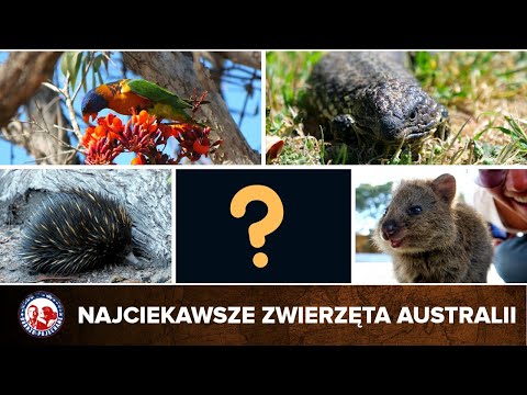 Wideo: Jakie Są Zwierzęta W Australii?