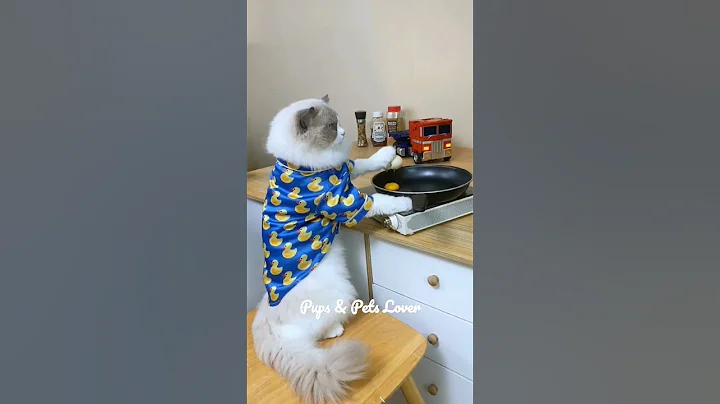 Video 1926161: coon persian cat, maine coon persian cat, litter black cat persian, maine coon cat breed, breeds white cat coon, cats dogs maine coon, persian cat food, cats pet catlover cutecat, cute catlover pets cats