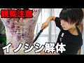 【微グロ注意】女子が罠でかかった猪の皮を剥ぎ、解体をします【さばいどる かほなん】